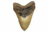 Massive, Fossil Megalodon Tooth - Sharp Serrations #261028-1